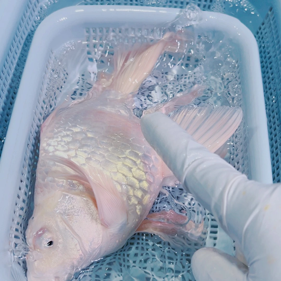 锦鲤锦鲤冷水鱼观赏