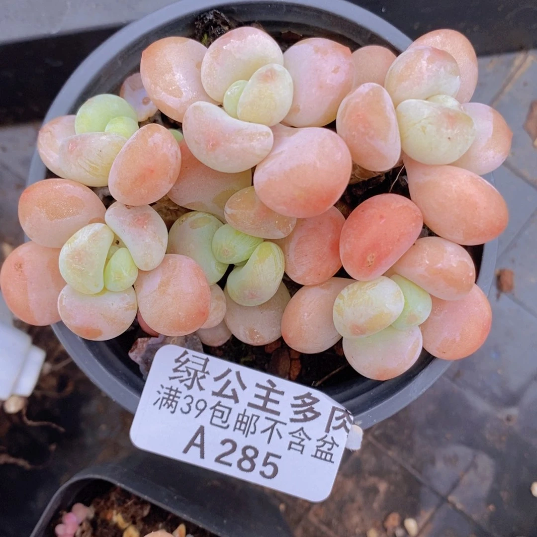 橘子香水7cm285多肉植物