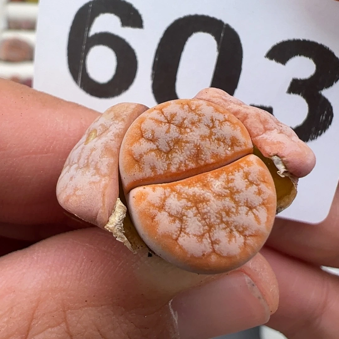 4.16好看的多肉脱土发货603