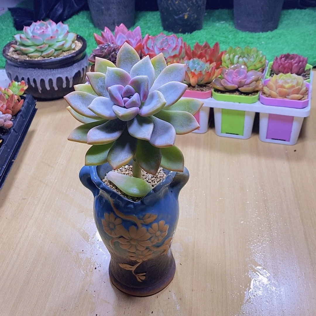 无花朵多肉植物淡雪送盆
