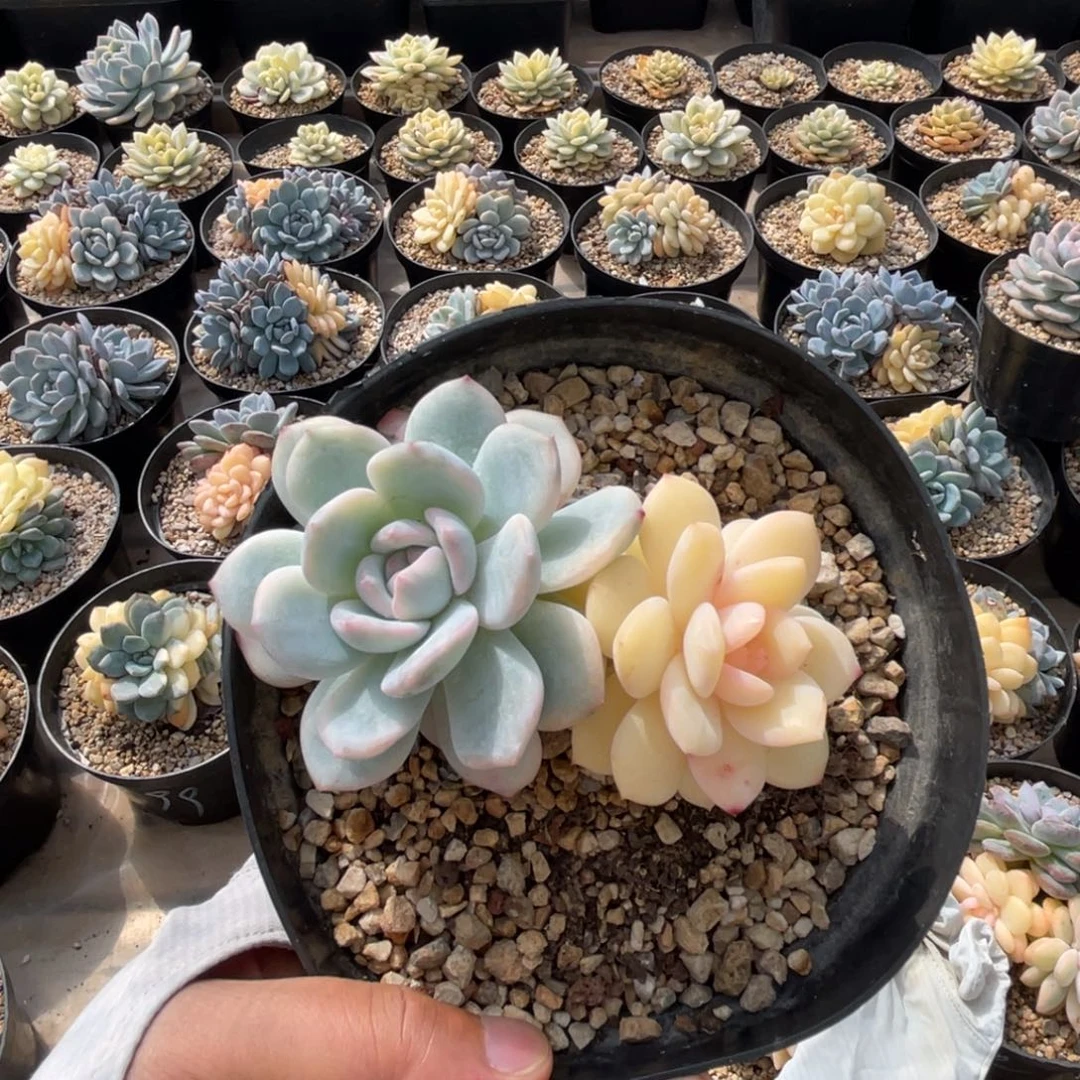 一物一拍不支持退换