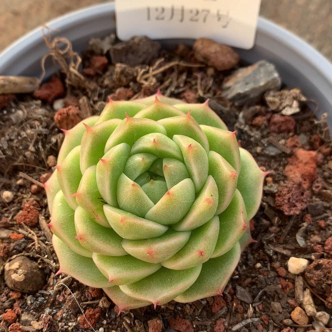 【闪购商品】云468号