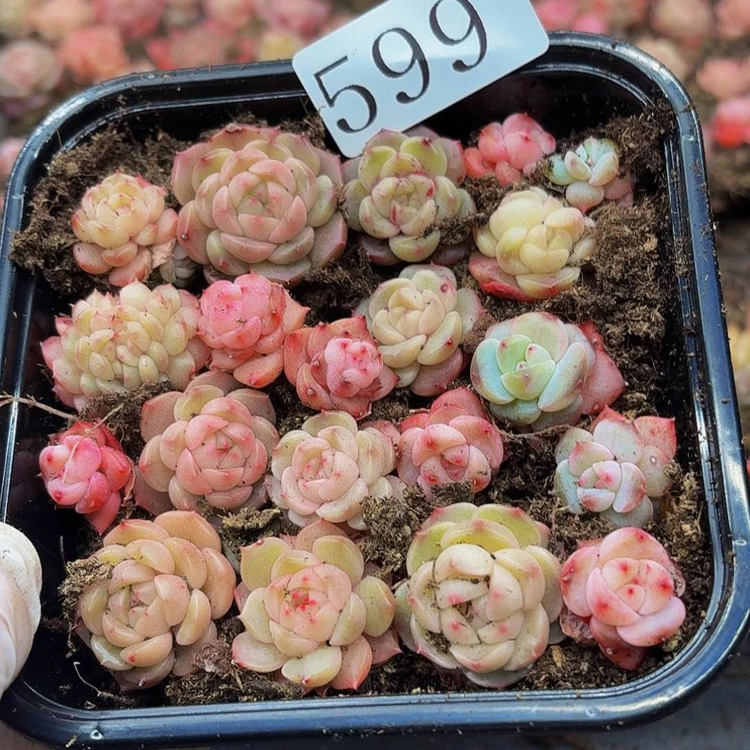 多肉植物多肉植物599