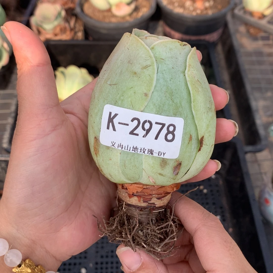 2978大包子水蜜桃v v g