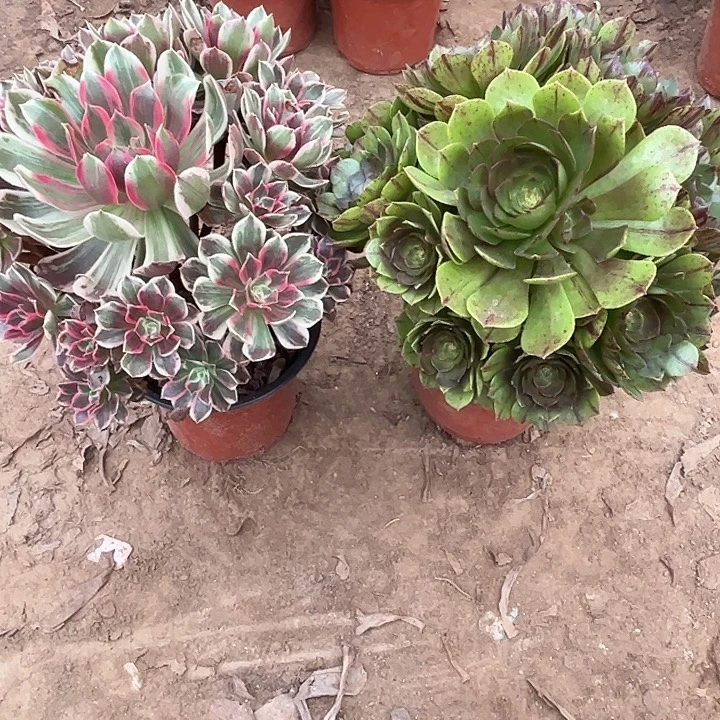 154多肉植物瑕疵特价，