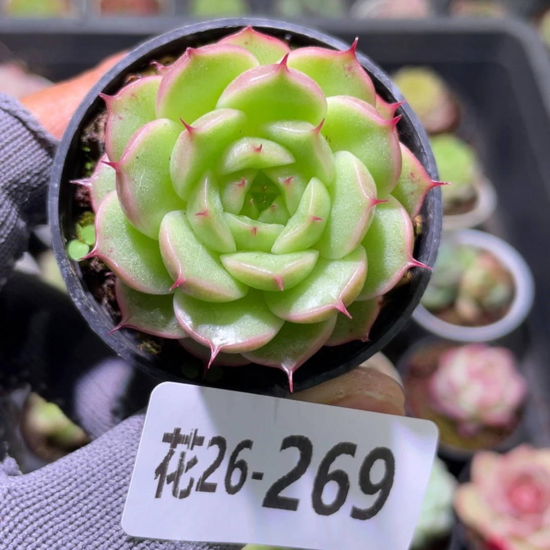 花利美 26-269海王