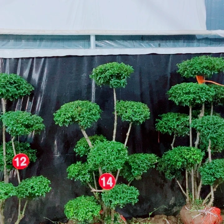 不开花植物一物一图一物一拍