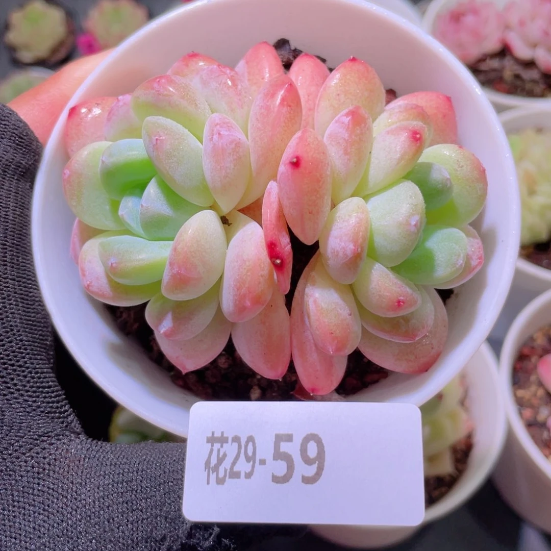 花利美29-59冰玉