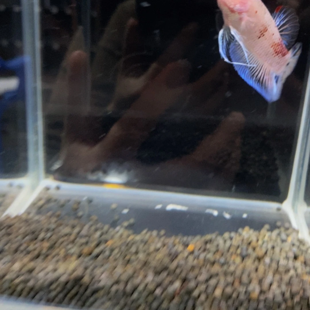 热带鱼公172巨斗