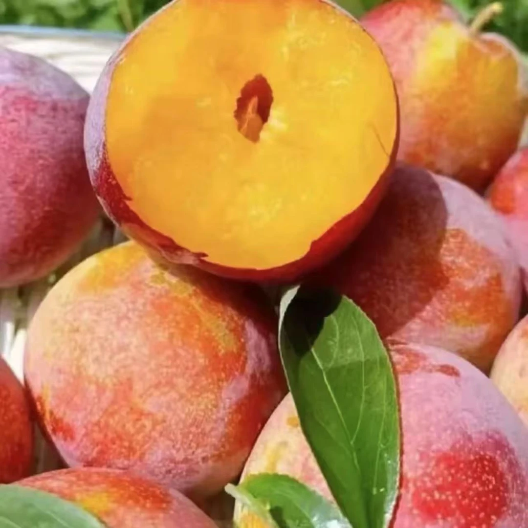 《精选》贵妃李子香甜多汁果香浓郁新鲜采摘
