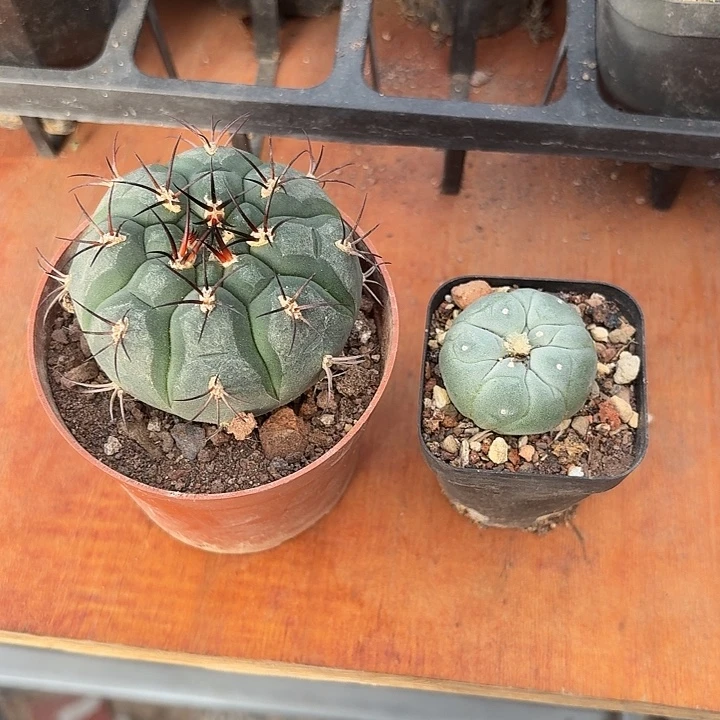 简****天紫玉草球仙人球123