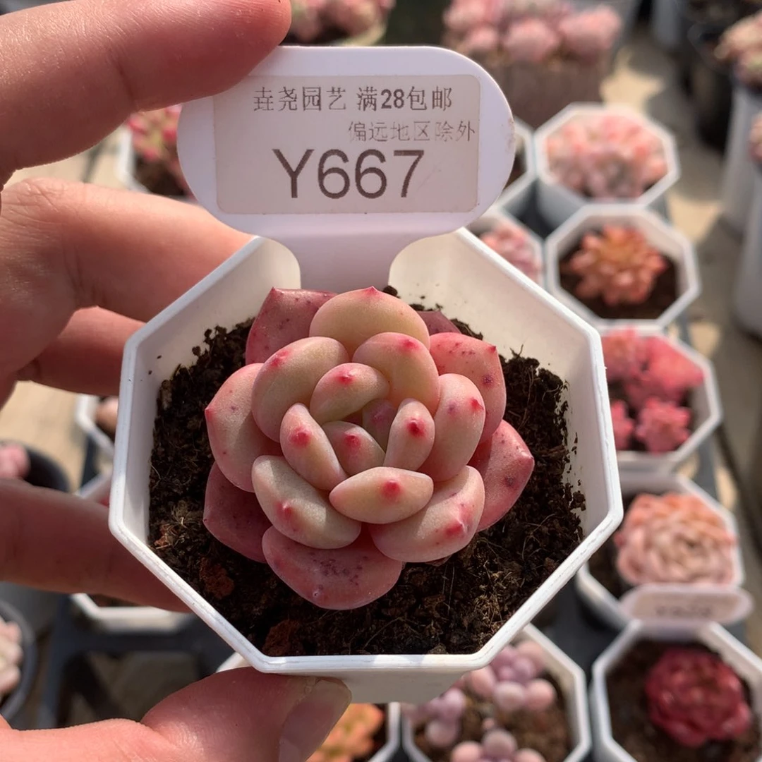 一物一拍 林依晨 4.5cm