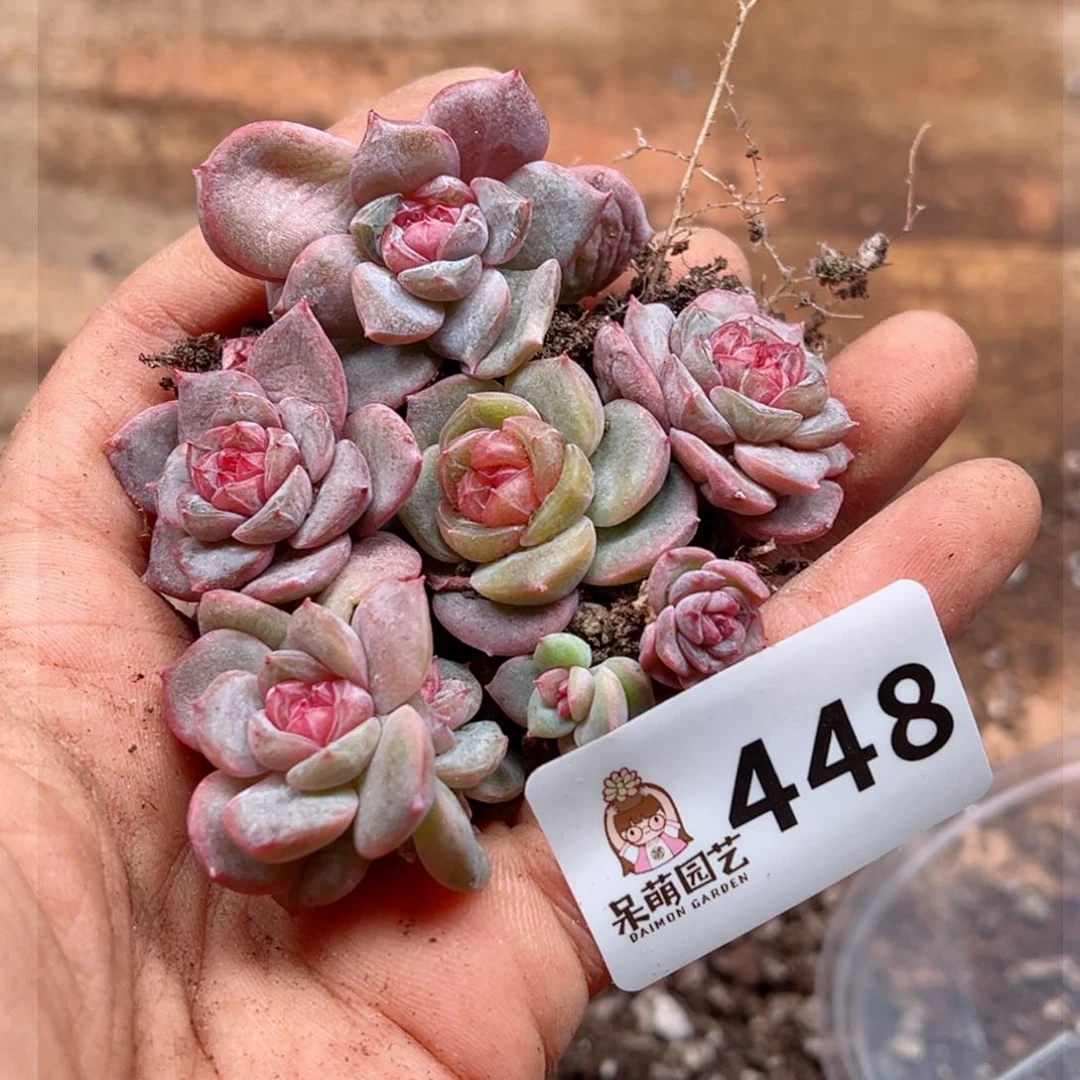 多肉植物多肉植物