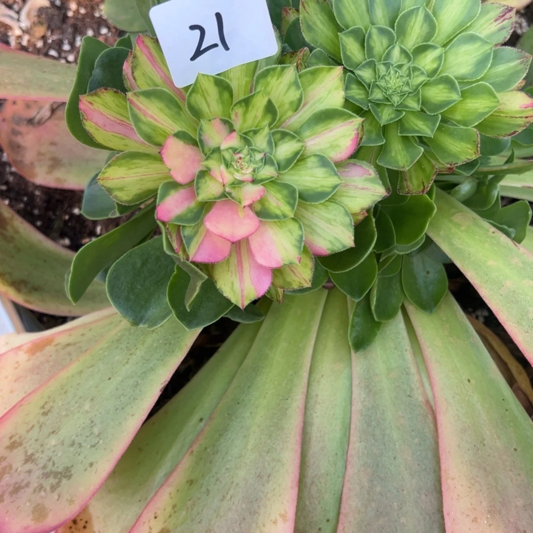 雨*?精品多肉植物021