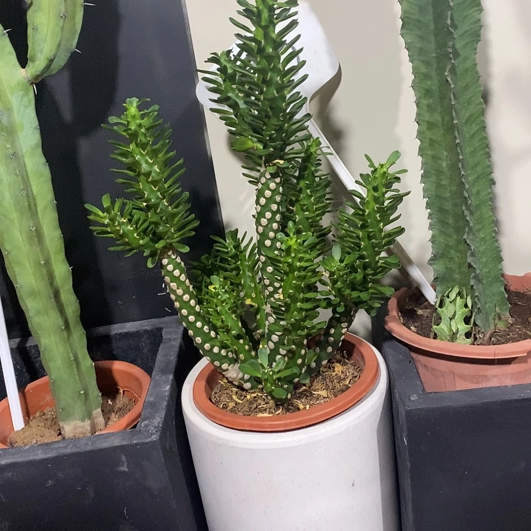 无花朵无刺霸王鞭