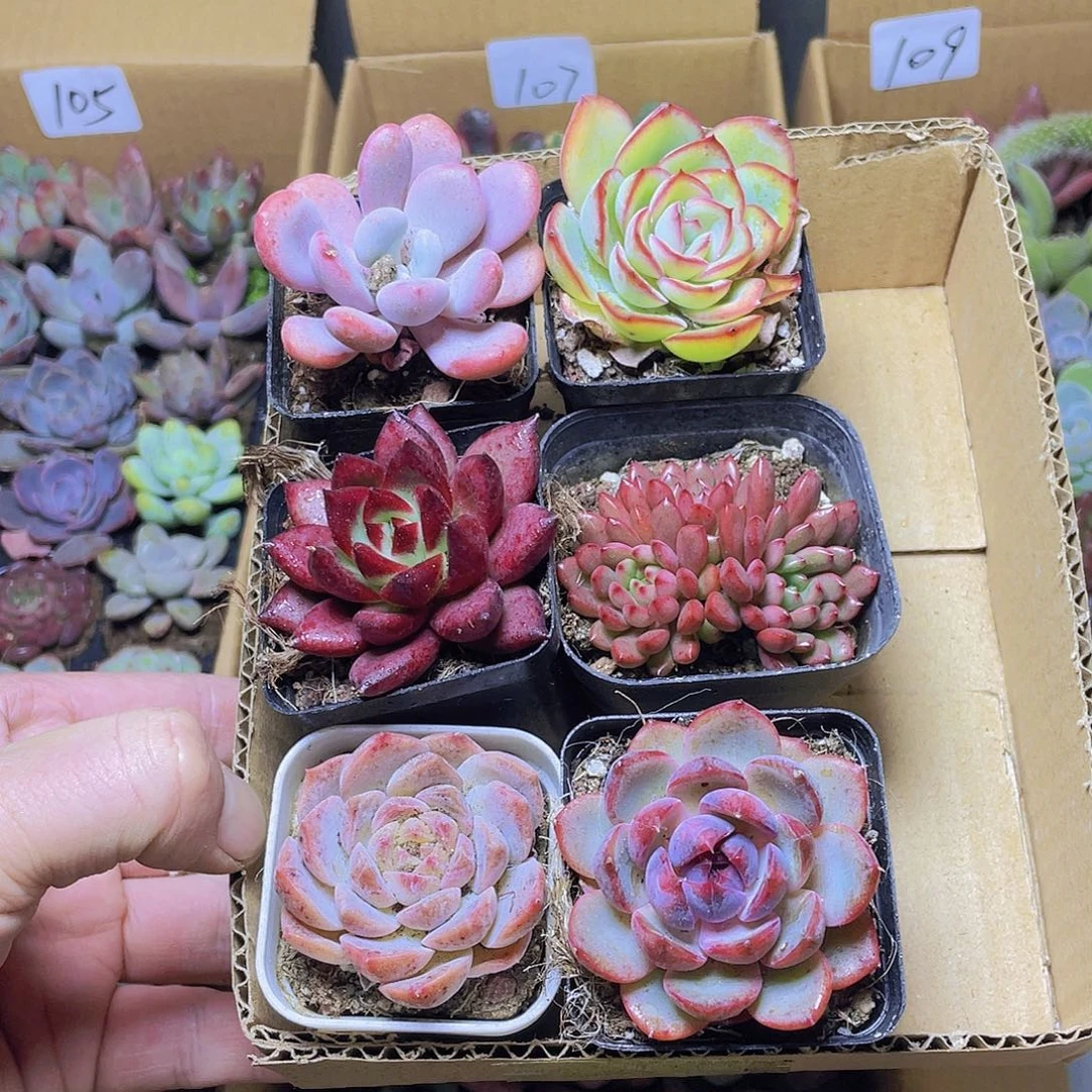 晨露+粉兔+罗宾+红宝石+泡影+蓝莓