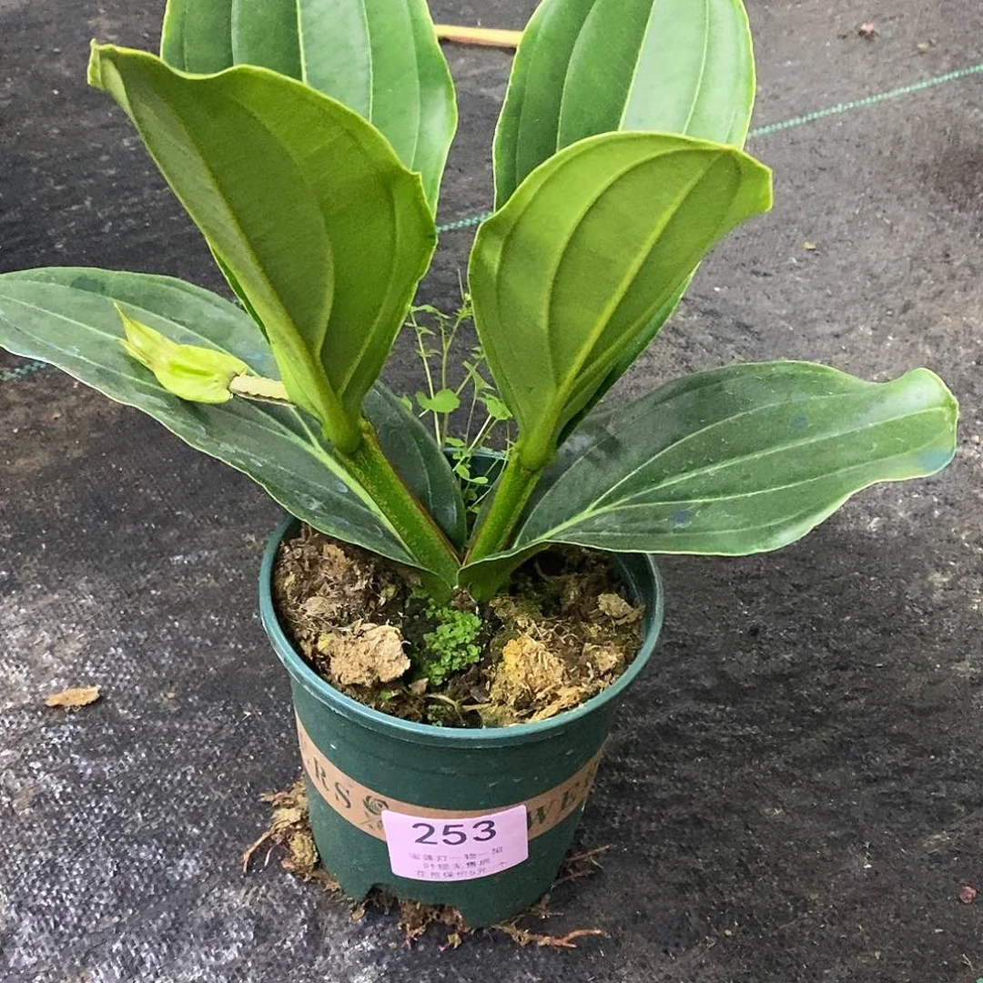 木本植物心**提木本花卉253