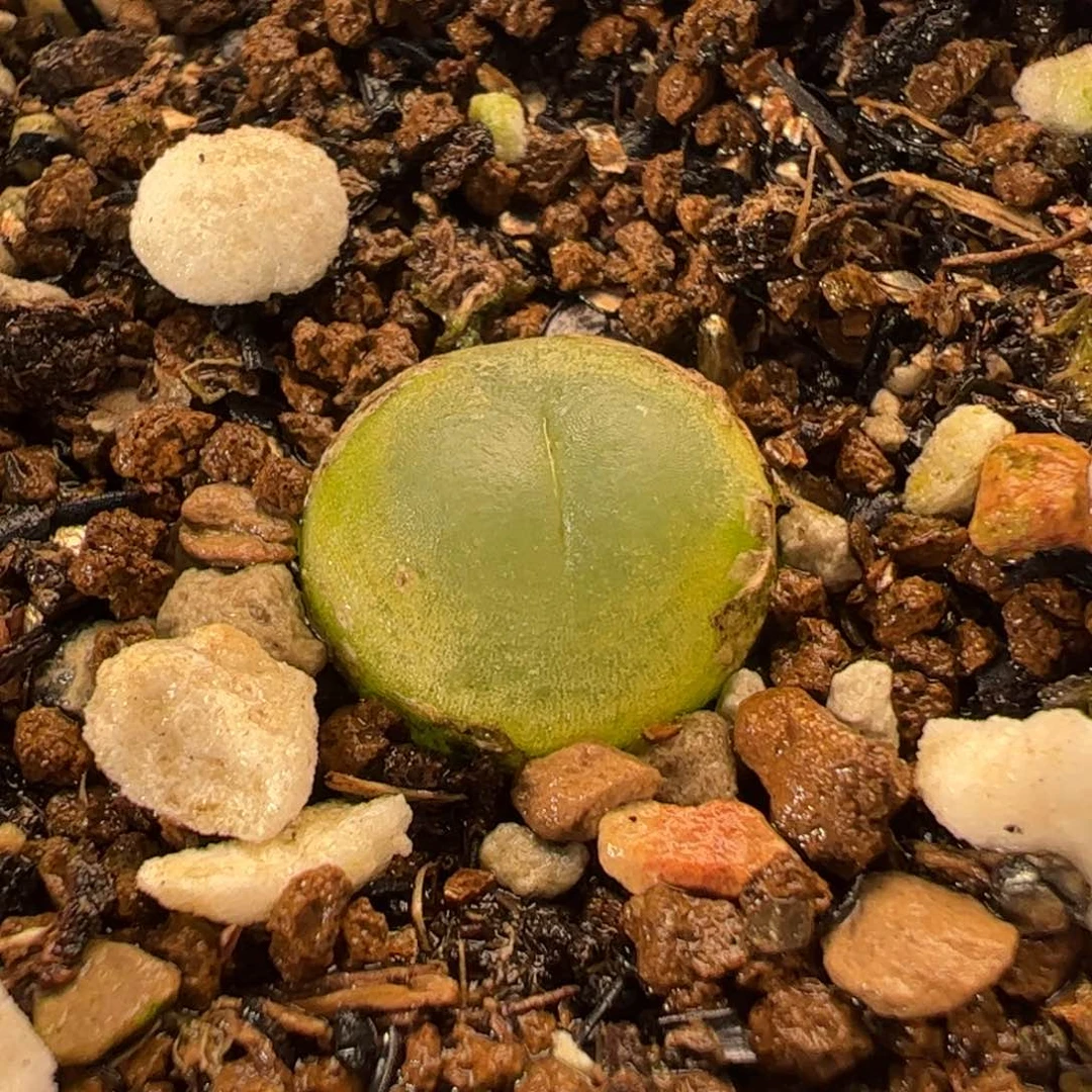 019多肉植物百科