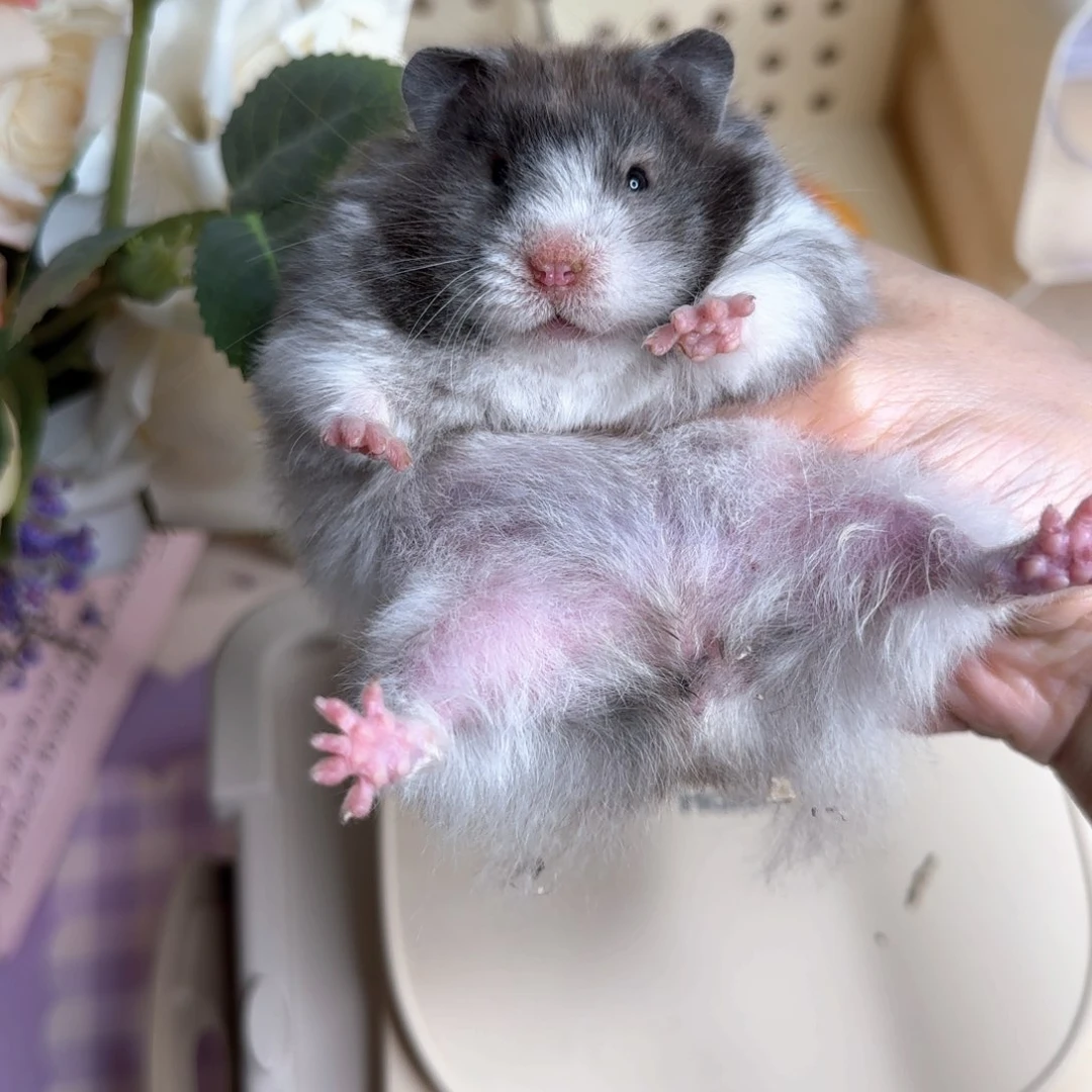 4黑波妹妹3.16生日