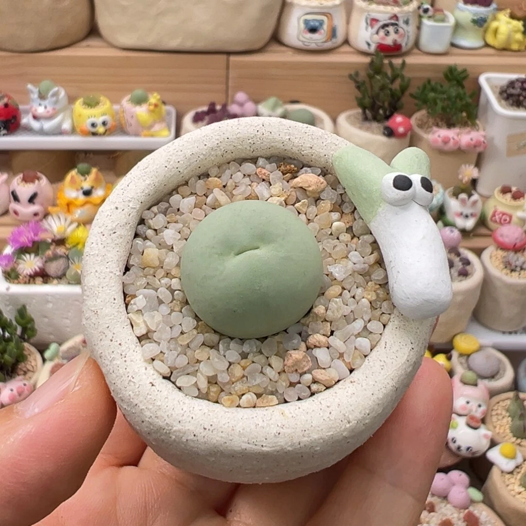 多肉植物69号鸽子蛋