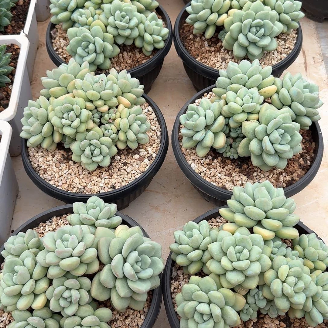 泡泡糖精控整无砍老桩群生