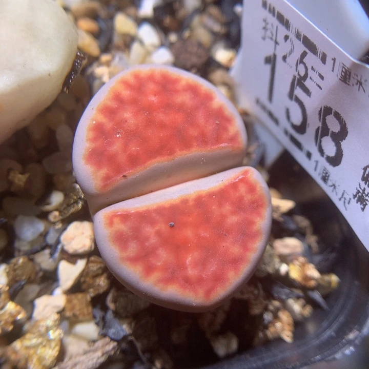 精品生石花26.158