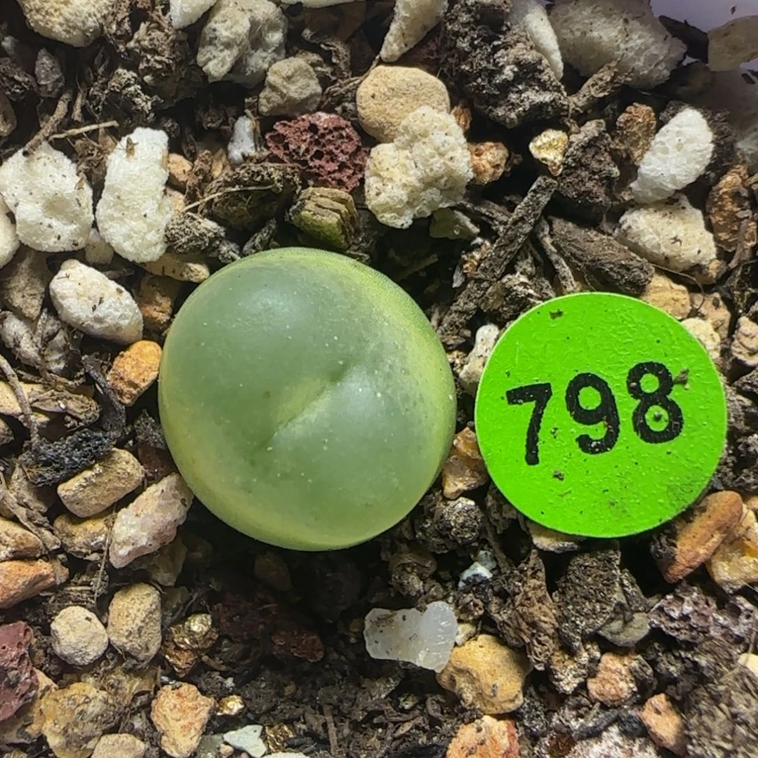 拉登1.2+多肉植物798