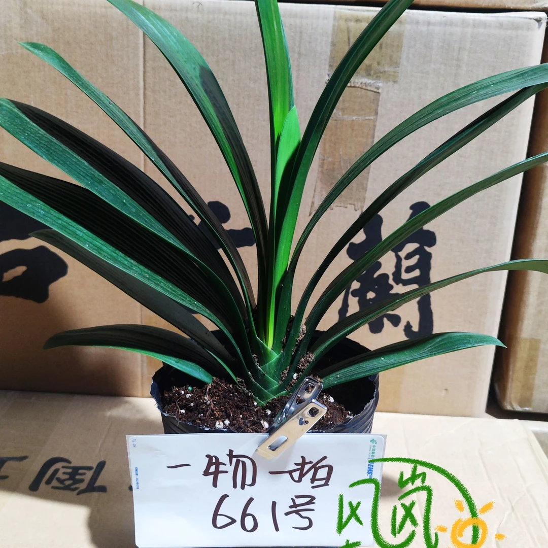 君子兰14叶一物一拍661号原盆原土下单送专用肥和加仑盆