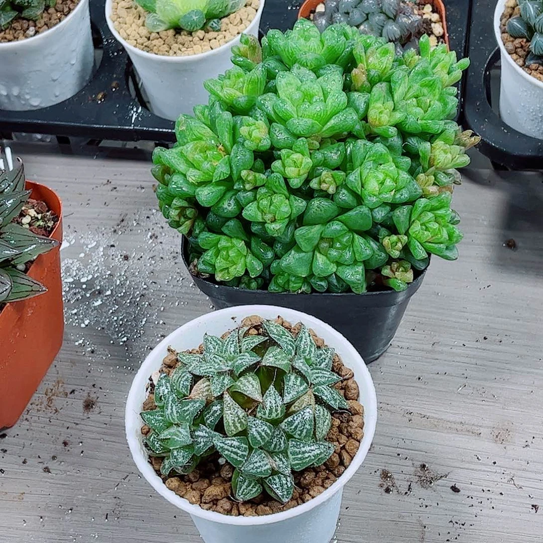 草玉露雪景色玉露全部托土