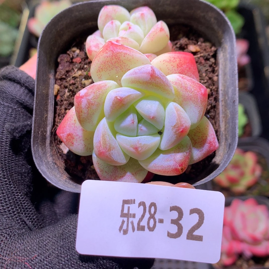 乐然28-32 冰玉双头