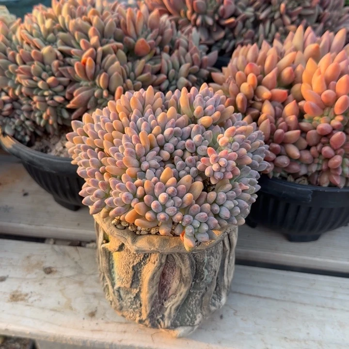 星黛露群生五十包邮