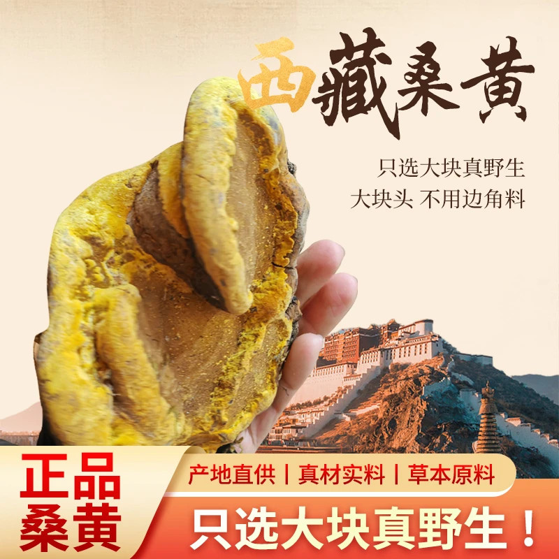 西藏20年至百年桑树桑黄纯天然500g