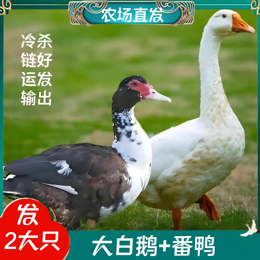 【小邢】1只大白鹅毛重9-10斤送1只番鸭毛重6斤到手2只净重10-11斤
