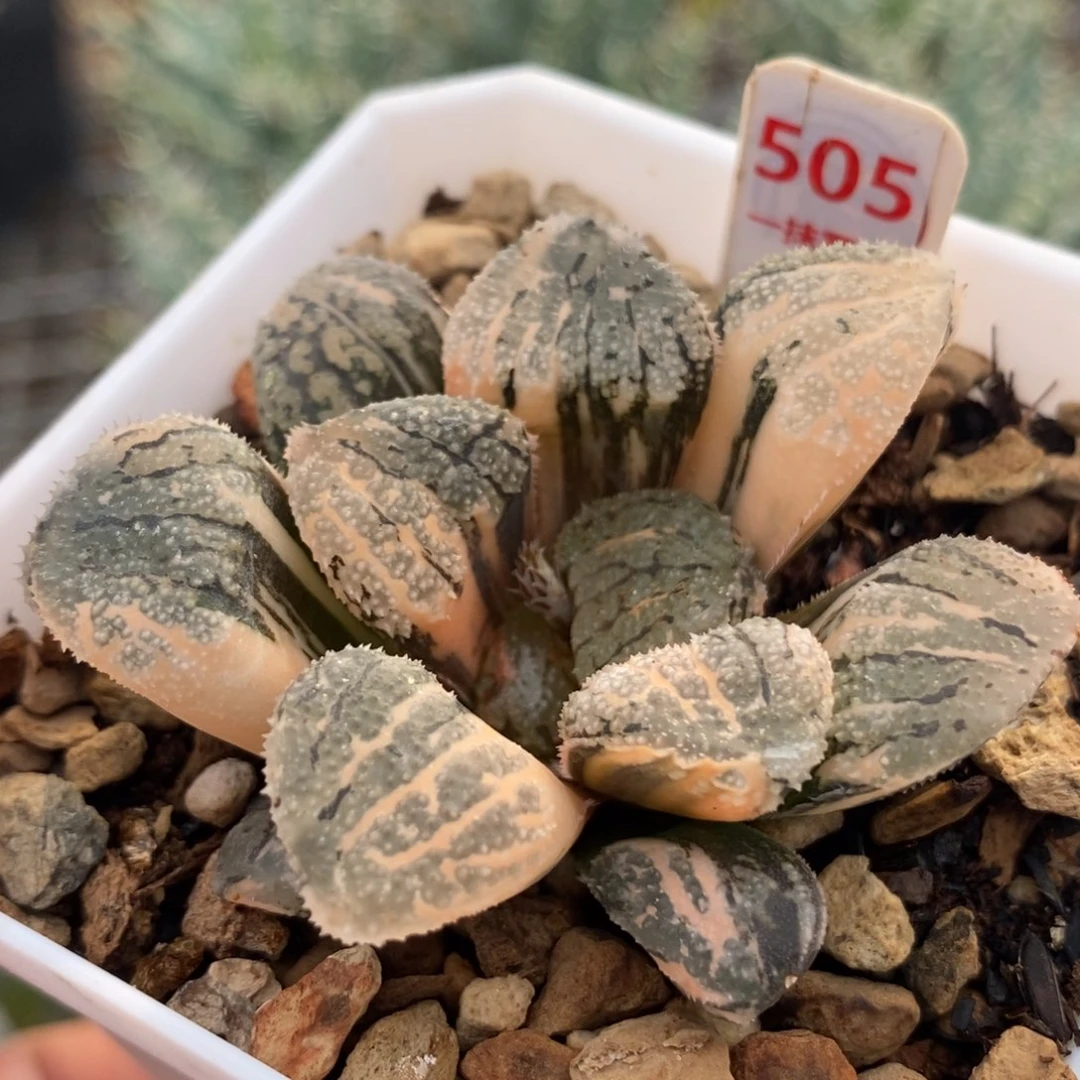 505摩多寿锦一物一拍