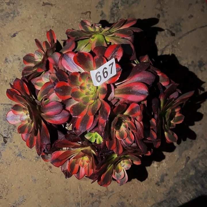 667安娜变异多肉植物处理不售后