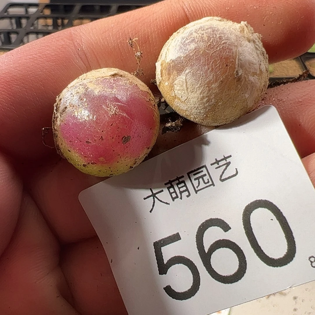 0000560 一物一拍……