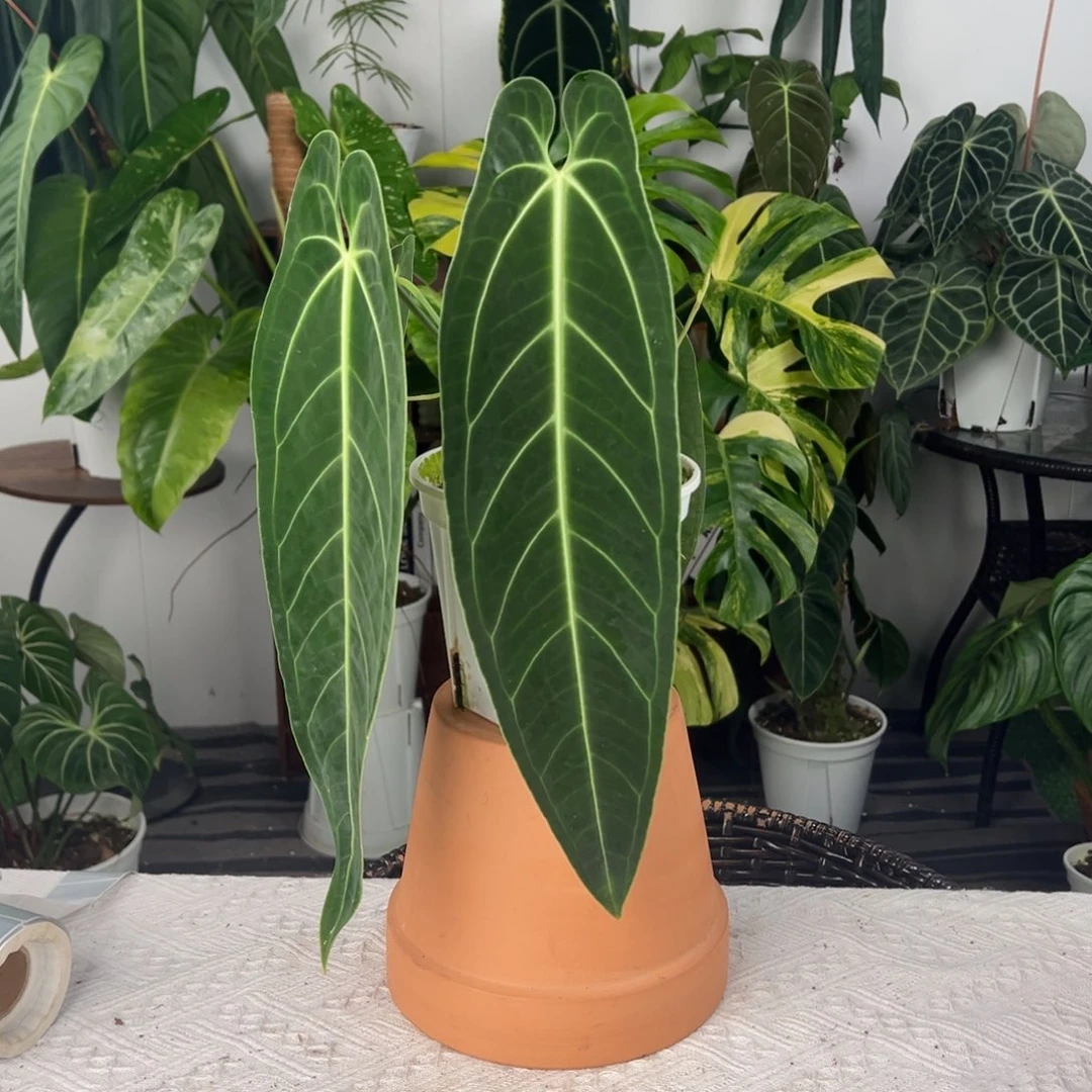 完全开放原装进口黑窄鹤后