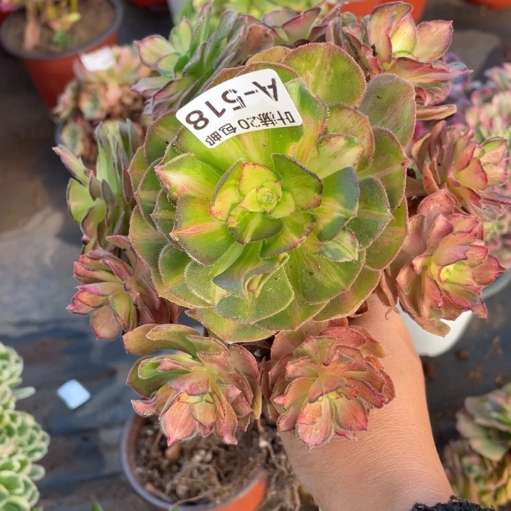 518龙鳞嫁接多肉123456789