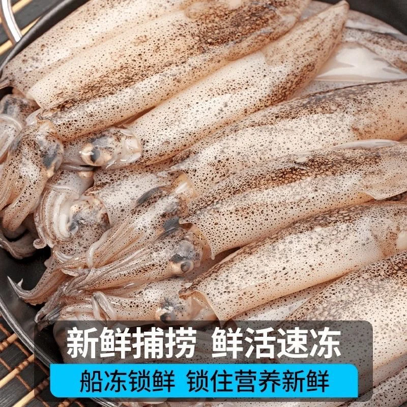 新鲜海捕笔管鱼海兔速冻火锅食材冷链运输