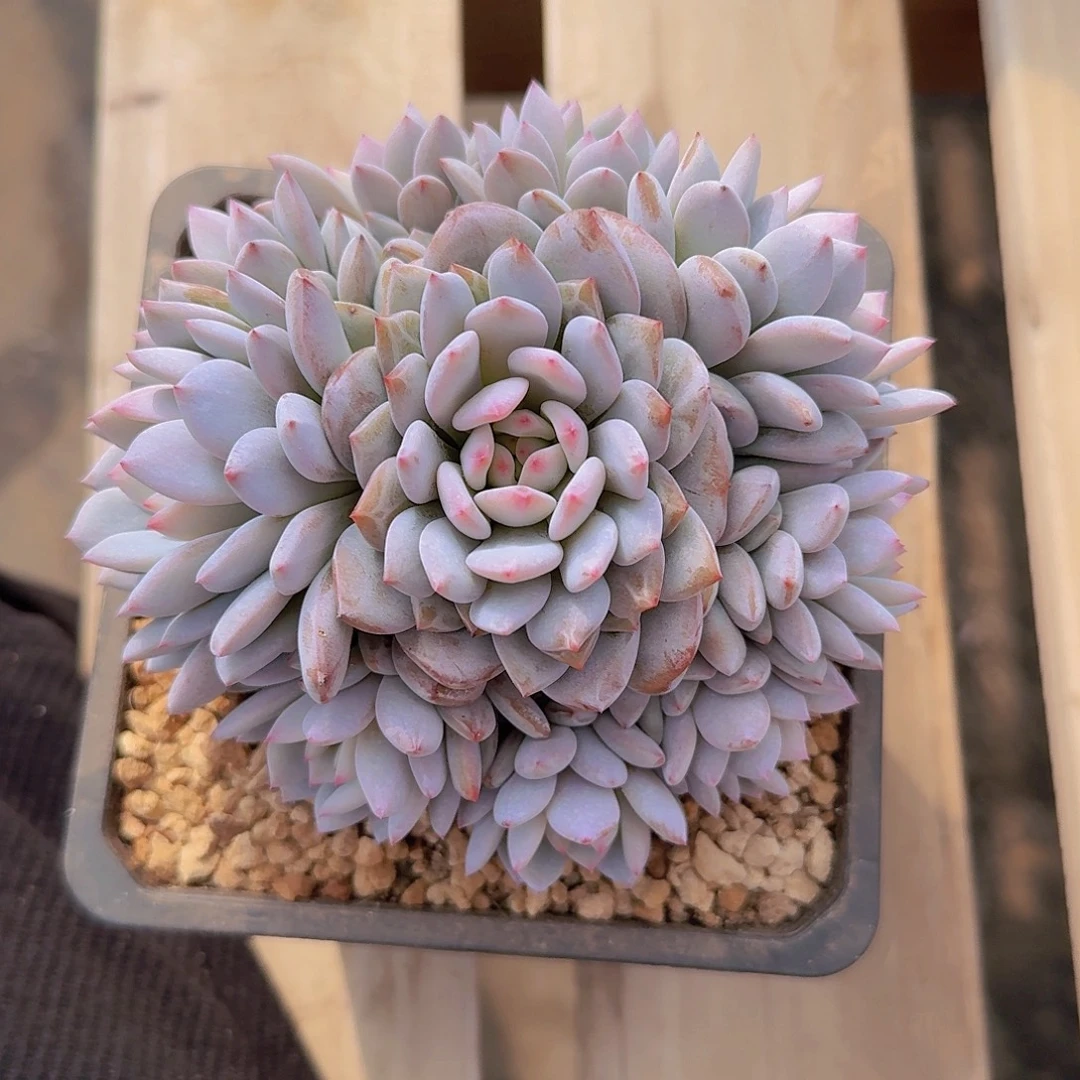 星星橙多肉一物一拍