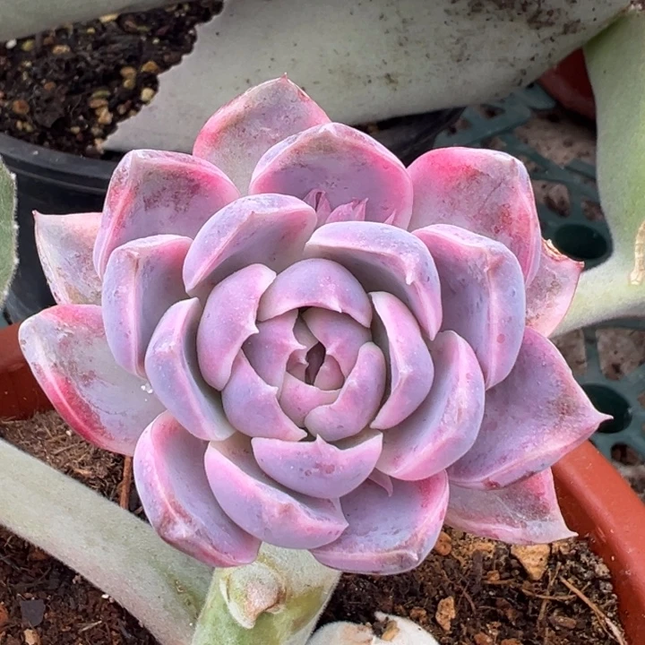 紫薯锦一物一拍锦龙