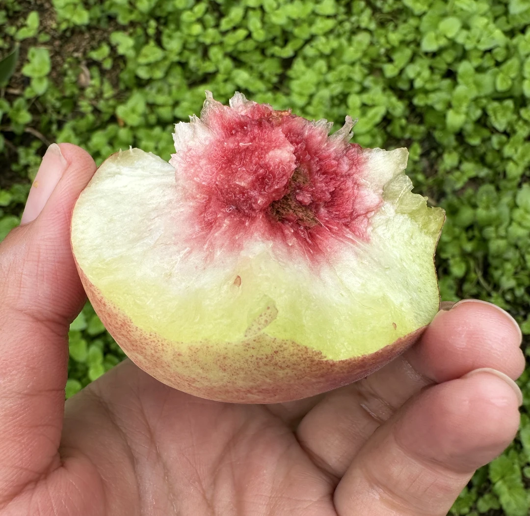 【静静】沂蒙山秋冬桃新鲜应季脆甜多汁水果