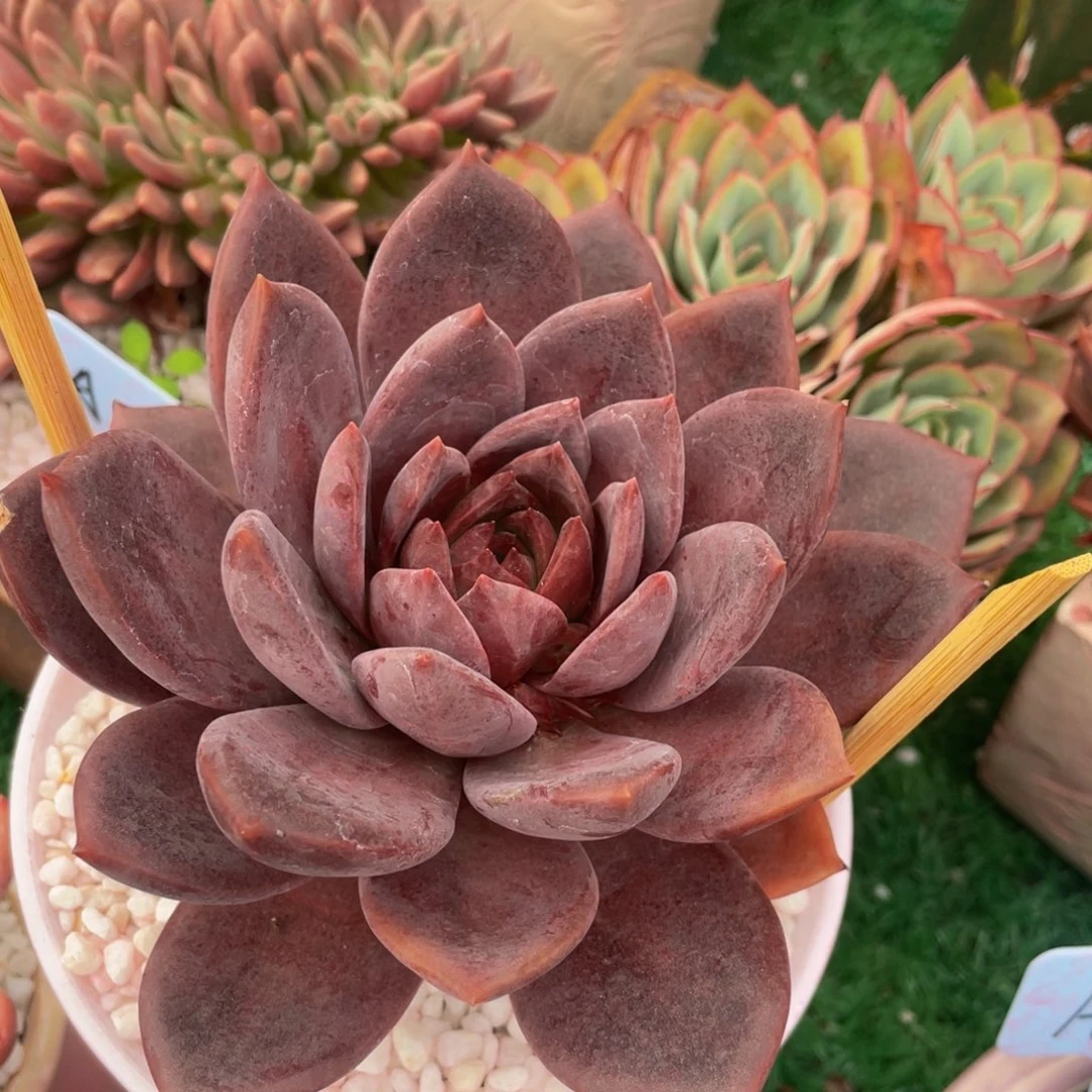 多肉植物盆栽多肉