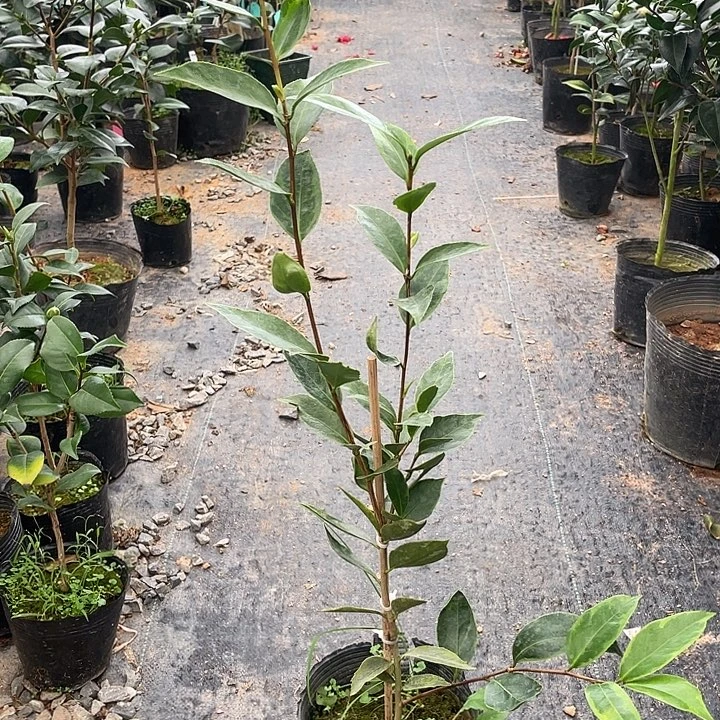 大部分花苞少量开放，紫五