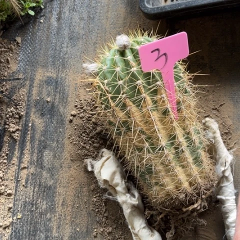 清清39毛花柱有斑3号