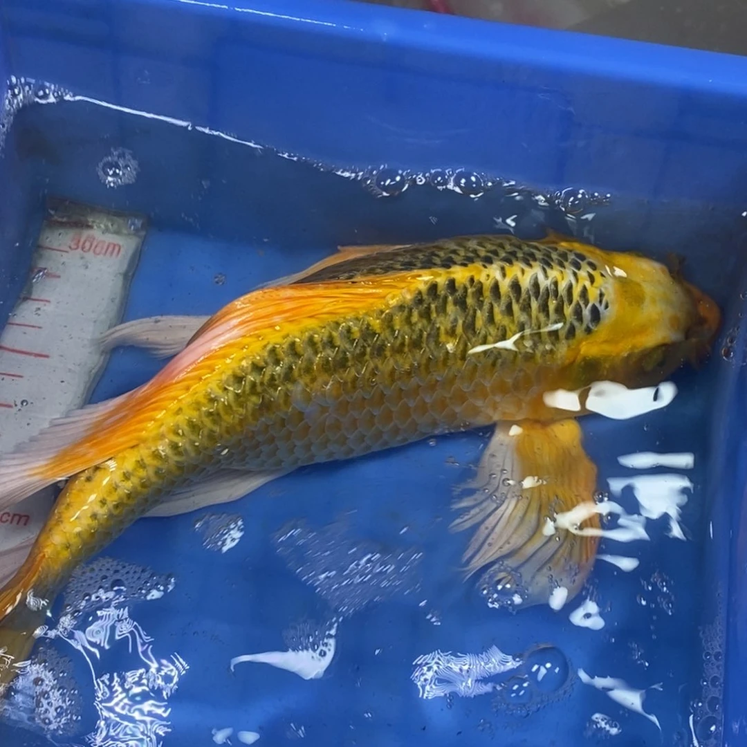 锦鲤冷水锦鲤包邮