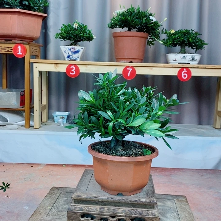 无花朵栀子花开了