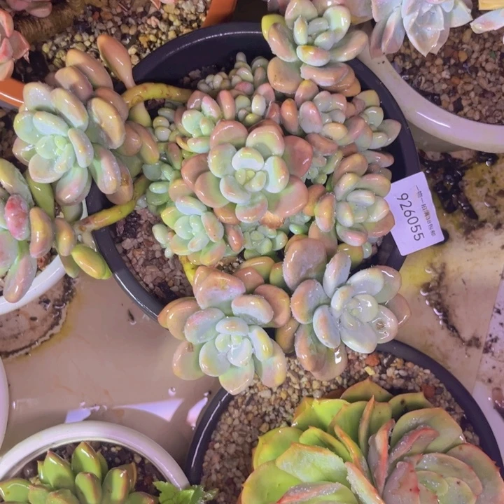 乌***韵洛神055多肉植物盆栽