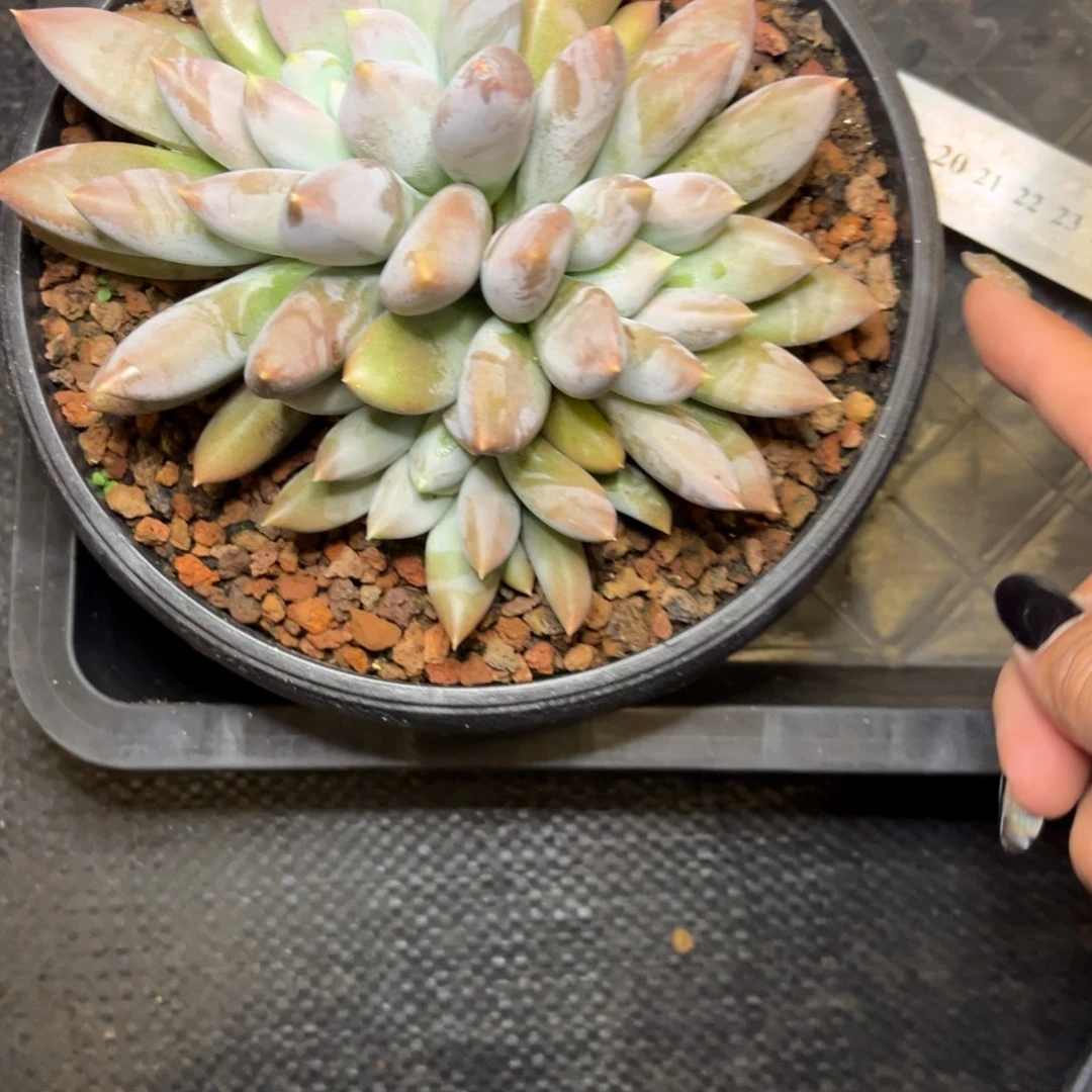 一****⁹哥特萝莉寄养大宝贝