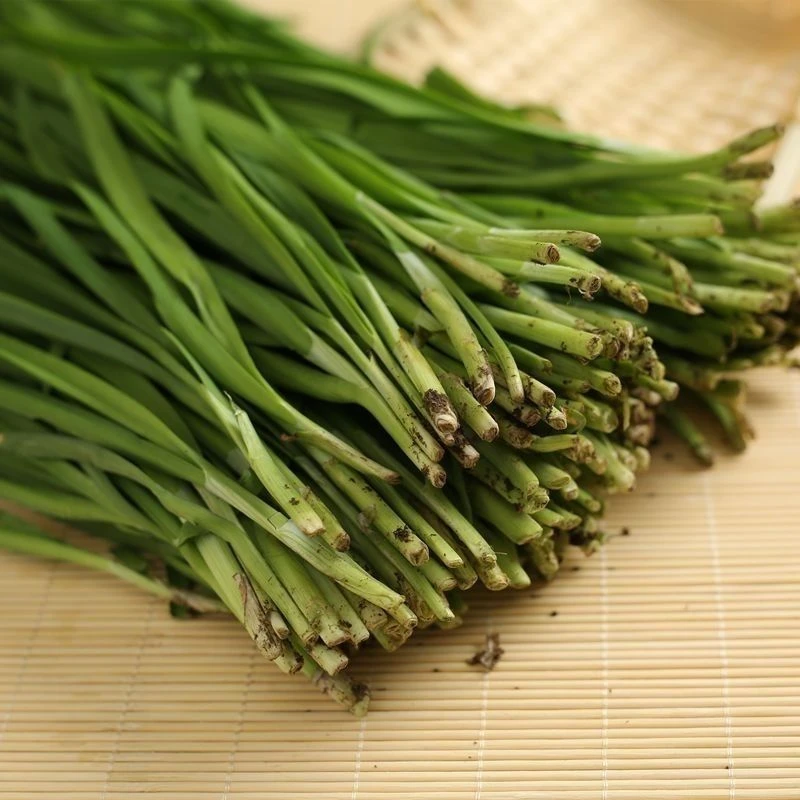 东北新鲜现割韭菜1斤顺丰空运